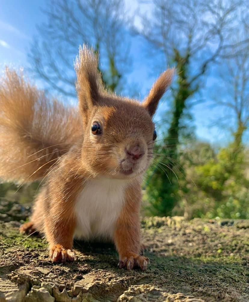 Red Squirrel